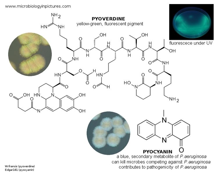 Pyoverdine Pyocyanin and pyoverdine main pigments of Pseudomonas aeruginosa