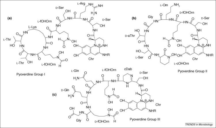 Pyoverdine Pyoverdine siderophores from biogenesis to biosignificance