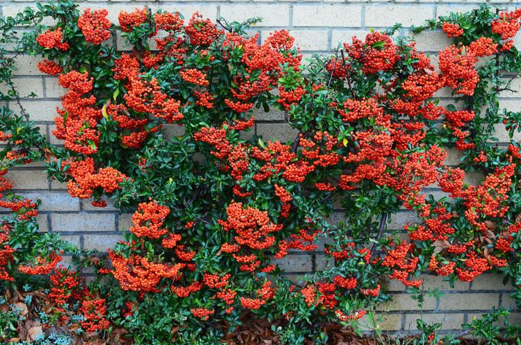 Pyracantha Firethorn Pyracantha Berries Free Stock Photo Public Domain Pictures