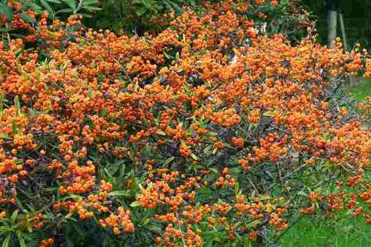 Pyracantha angustifolia Pyracantha angustifolia