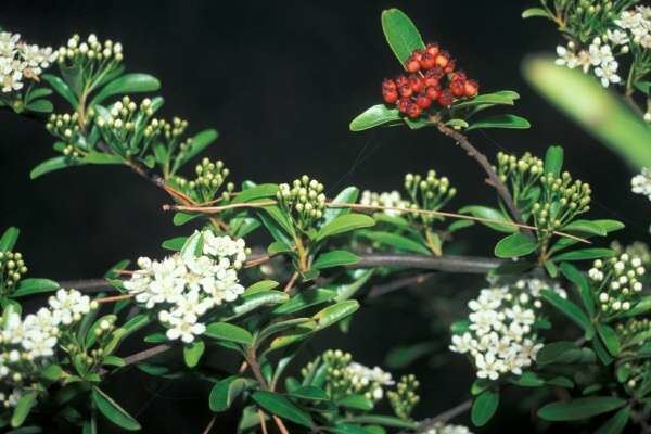 Pyracantha angustifolia Flora of North America Genus Pyracantha