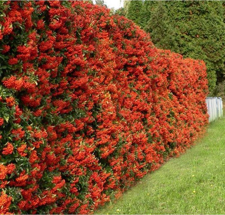 Pyracantha coccinea Buy Pyracantha coccinea Red Column Red Firethorn in the UK