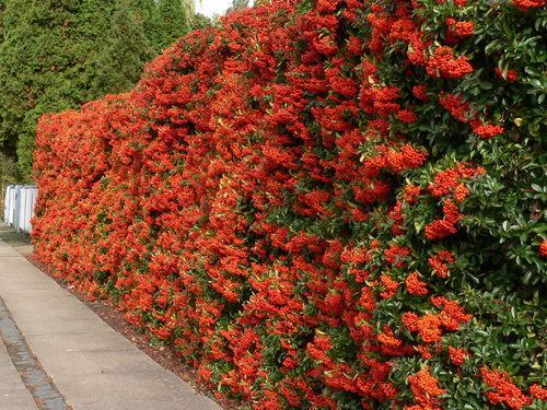 Pyracantha Hedges time saving wildlife havensa non gardeners guide
