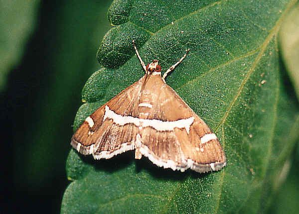 Pyralidae Pyralid Moths Family Pyralidae and Crambidae