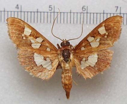 Pyralidae nitrobiosciarizonaeduzeebbutterfliesfigsmot