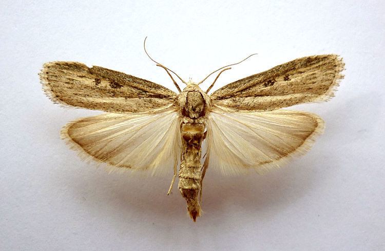 Pyralidae Hants Moths Pyralidae Galleriinae to Pyralinae