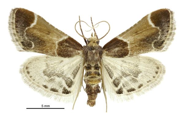 Pyralis farinalis Meal Moth Pyralis farinalis on New Zealand Check List NatureWatch NZ