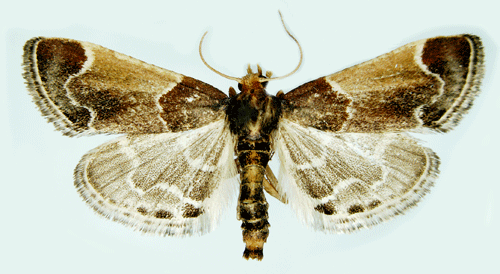 Pyralis farinalis Pyralis farinalis Insecta Lepidoptera Pyralidae