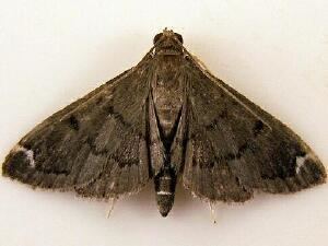 Pyraloidea Moth Photographers Group Aaron Cavosie Puerto Rico Moths