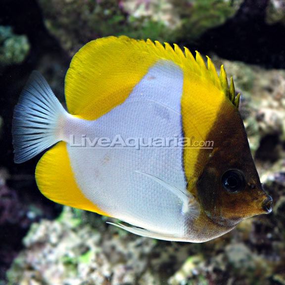 Pyramid butterflyfish - Alchetron, The Free Social Encyclopedia