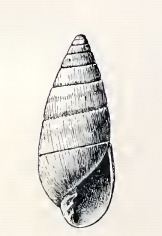 Pyramidella achates - Alchetron, The Free Social Encyclopedia