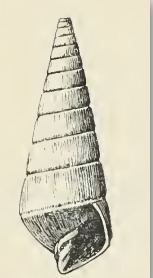 Pyramidella adamsi httpsuploadwikimediaorgwikipediacommons00