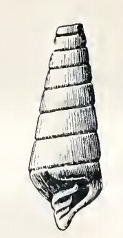 Pyramidella bicolor