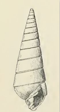 Pyramidella conica