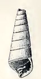 Pyramidella mazatlanica