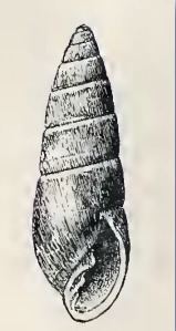 Pyramidella moffati