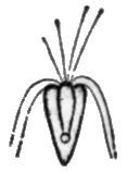 Pyramimonas tetrarhynchus httpsuploadwikimediaorgwikipediacommons66