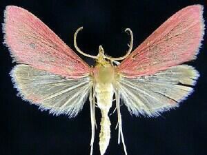 Pyrausta inornatalis Moth Photographers Group Pyrausta inornatalis 5037