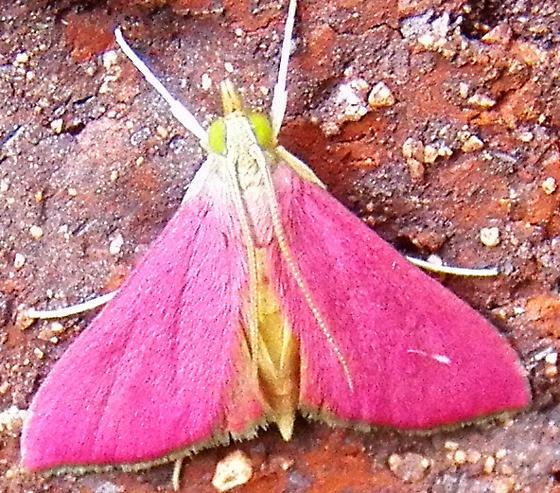 Pyrausta inornatalis Southern Pink moth Pyrausta inornatalis BugGuideNet
