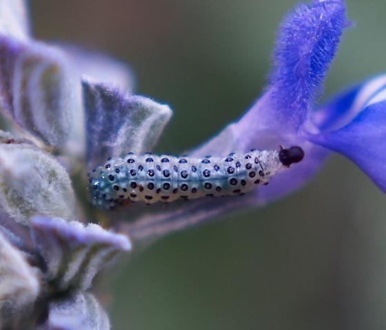 Pyrausta inornatalis Aqua caterpillar on Salvia Farinacea Pyrausta inornatalis