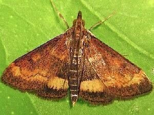 Pyrausta (moth) Moth Photographers Group Living Moths Plate 121F Crambidae
