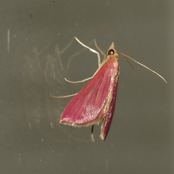 Pyrausta (moth) Inornate Pyrausta Moth Pyrausta inornatalis BugGuideNet