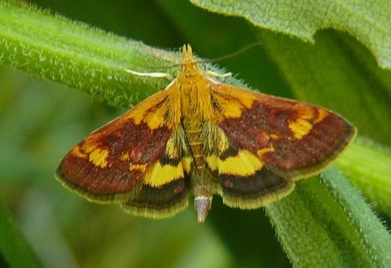 Pyrausta (moth) Pyrausta orphisalis Orange Mint Moth Prairie Haven