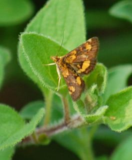 Pyrausta orphisalis Pyrausta orphisalis Orange mint moth Discover Life