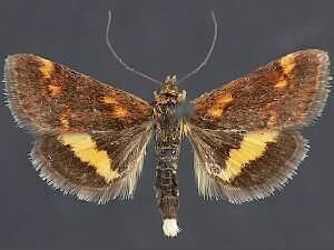 Pyrausta orphisalis Moth Photographers Group G Anweiler D C Bird et al Plate