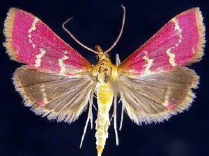Pyrausta signatalis Moth Photographers Group Pyrausta signatalis 5034
