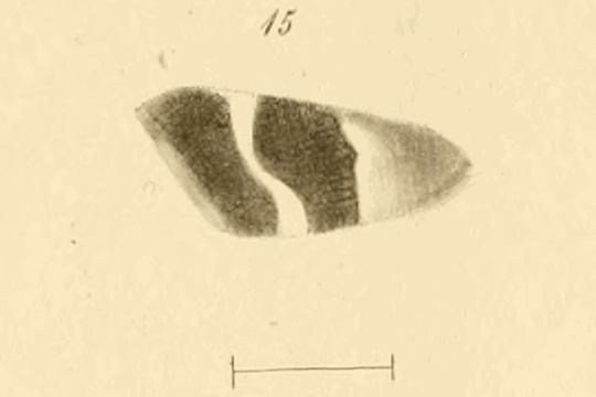 Pyrausta tithonialis