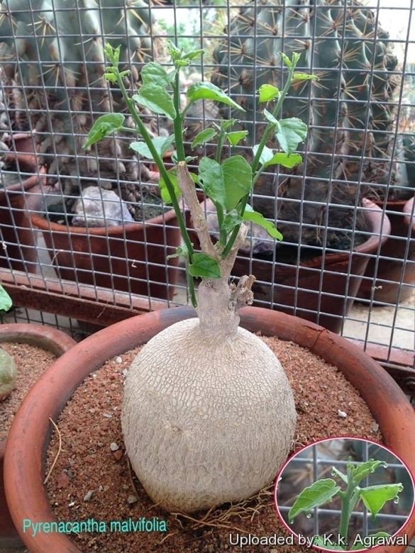 Pyrenacantha Pyrenacantha malvifolia