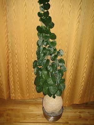 Pyrenacantha malvifolia CAUDICIFORM Pyrenacantha malvifolia