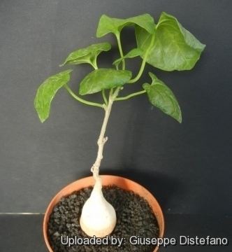 Pyrenacantha malvifolia Pyrenacantha malvifolia