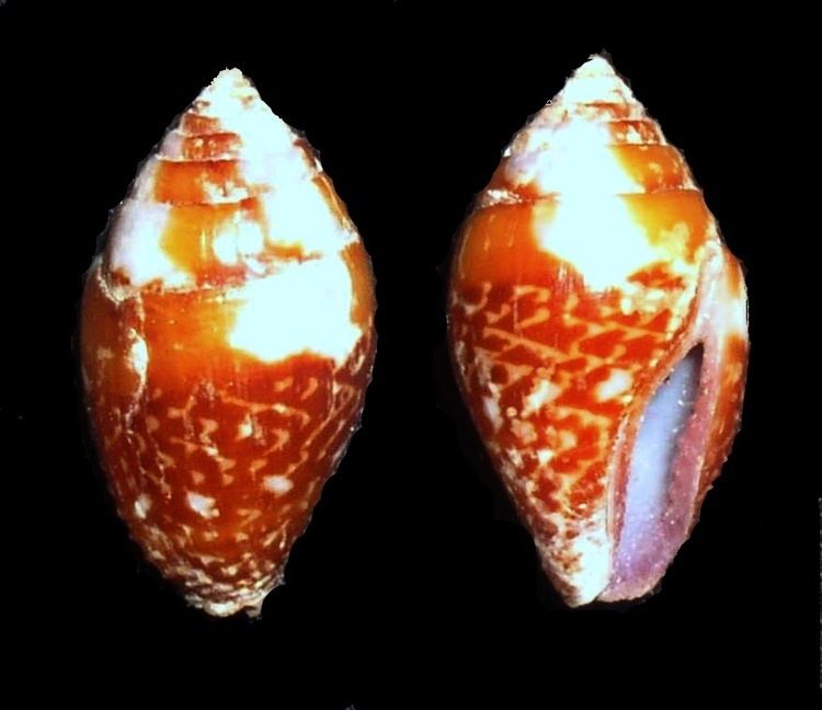 Pyrene (gastropod)