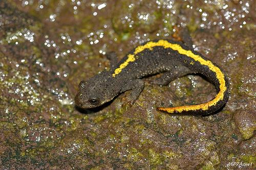 Pyrenean brook salamander - Alchetron, the free social encyclopedia