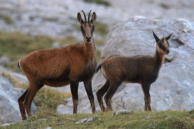 Pyrenean chamois Synapsida Caprines Browsing Goats of the Western Mountains