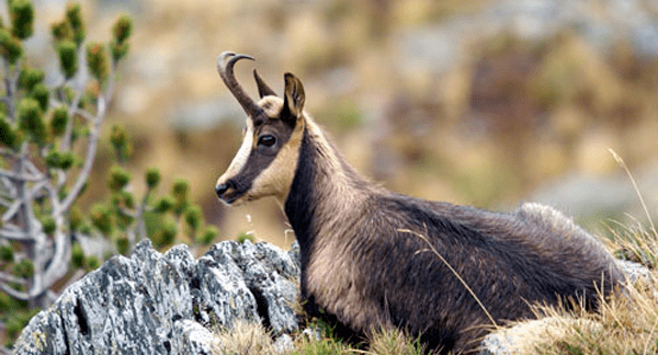 Pyrenean chamois PYRENEAN CHAMOIS South of France Hunting Pleasure