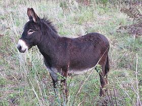 Pyrenean donkey httpsuploadwikimediaorgwikipediacommonsthu