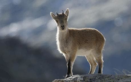 Pyrenean ibex Extinct ibex is resurrected by cloning Telegraph