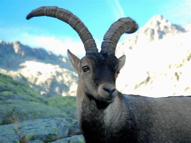 Pyrenean ibex Pyrenean ibex Facts Habitat Pictures and Diet Extinct Animals