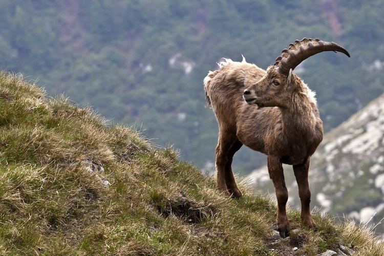 Pyrenean ibex Pyrenean ibex Facts Habitat Pictures and Diet Extinct Animals