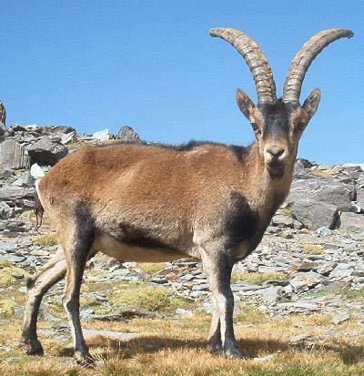Pyrenean ibex Pyrenean ibex extinct mammal Britannicacom