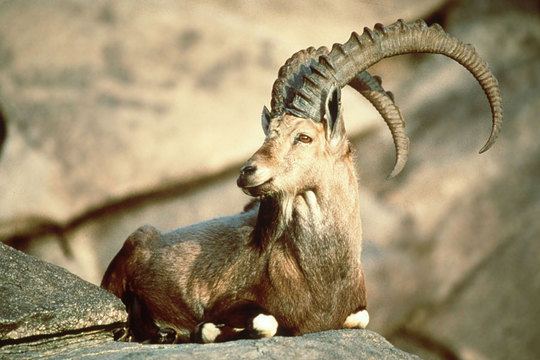 Pyrenean ibex 1000 ideas about Pyrenean Ibex on Pinterest Extinct animals
