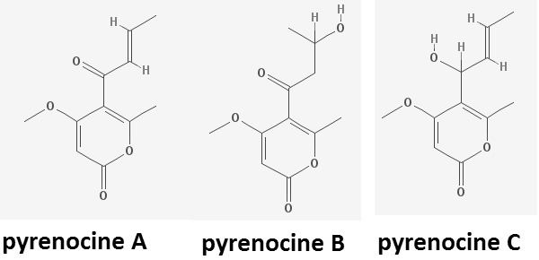 Pyrenocine