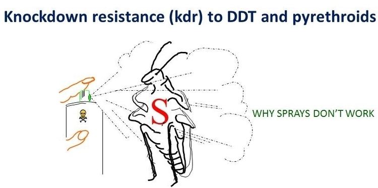 Pyrethroid Knockdown Resistance kdr to Pyrethroids Michigan State University
