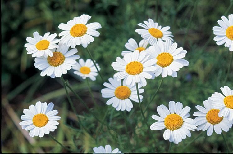 Pyrethrum PyrethrumBased Insecticides from Chrysanthemums Vegetable Gardener