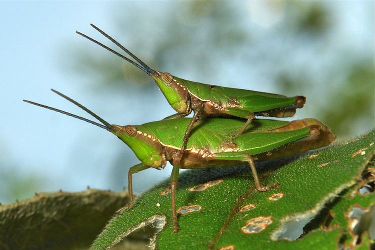 Pyrgomorphidae Grasshoppers Atractomorpha sp Pyrgomorphidae Pu39er Yu