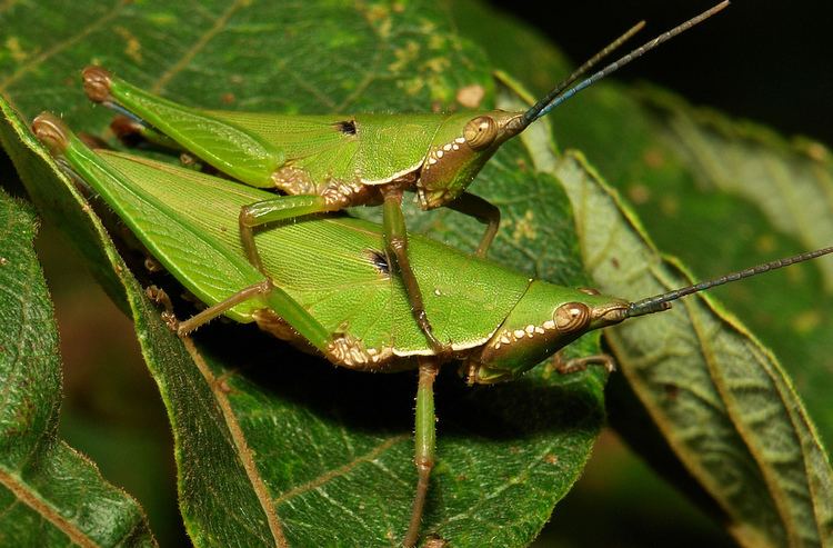 Pyrgomorphidae Paired Grasshoppers Atractomorpha sp Pyrgomorphidae Flickr