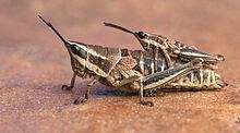 Pyrgomorphidae httpsuploadwikimediaorgwikipediacommonsthu